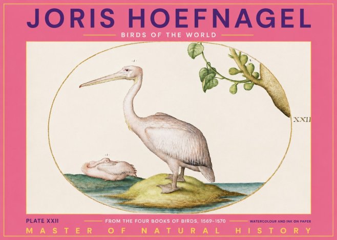 Joris Hoefnagel Plate Xxii No2 - Póster
