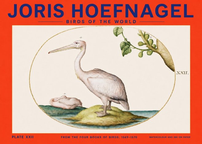 Joris Hoefnagel Plate Xxii No4 - Póster