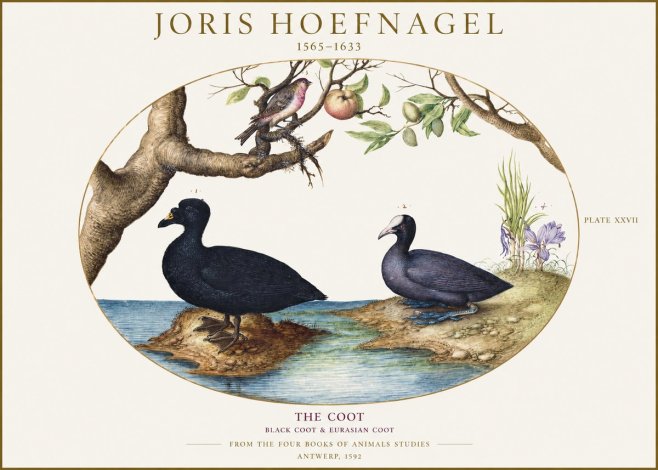 Joris Hoefnagel The Coot No1 - Póster