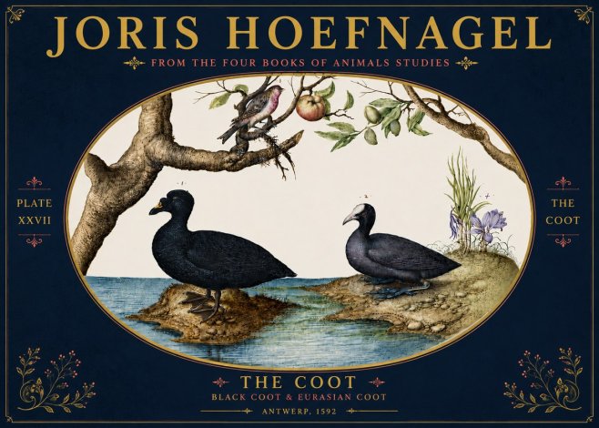 Joris Hoefnagel The Coot No6 - Póster