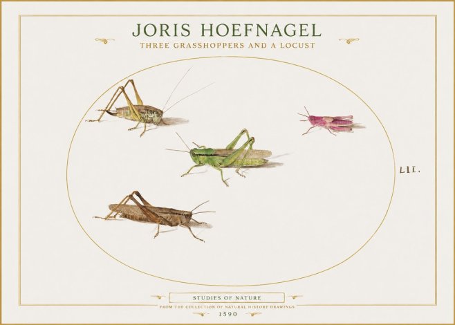 Joris Hoefnagel Three Grasshoppers and a Locust No1 - Póster