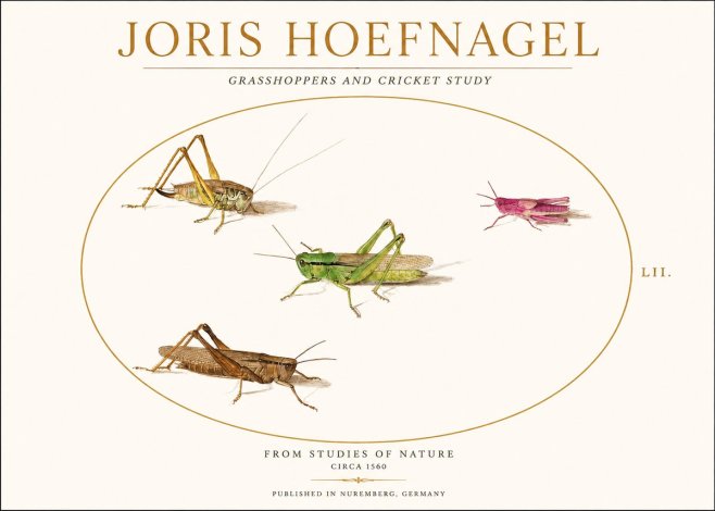 Joris Hoefnagel Three Grasshoppers and a Locust No2 - Póster