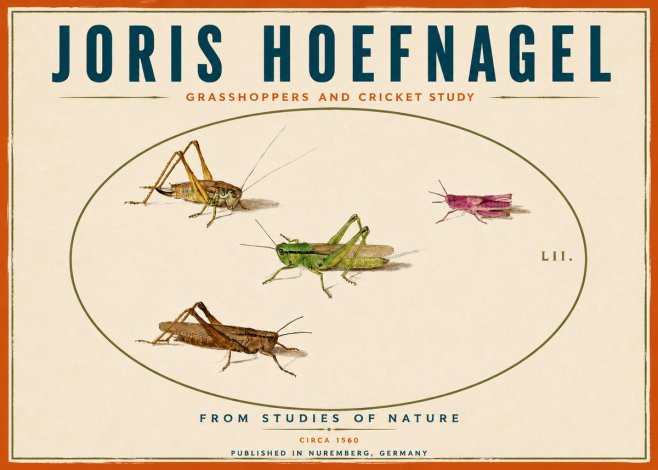 Joris Hoefnagel Three Grasshoppers and a Locust No6 - Póster