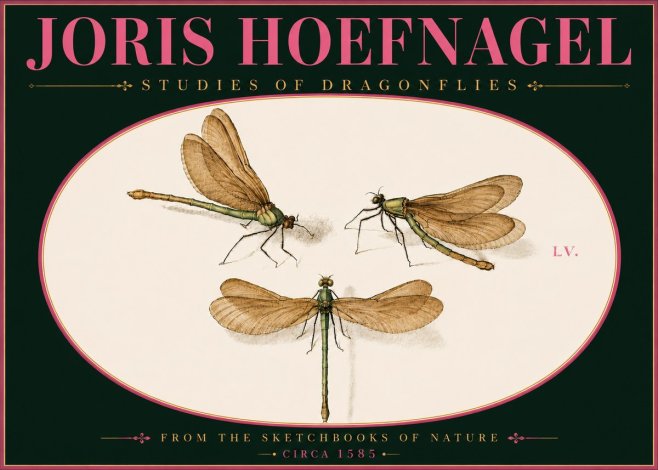 Joris Hoefnagel Studies of Dragonflies No6 - Póster