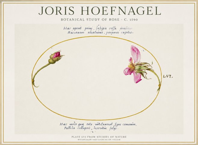Joris Hoefnagel Botanical Study of Rose No1 - Póster