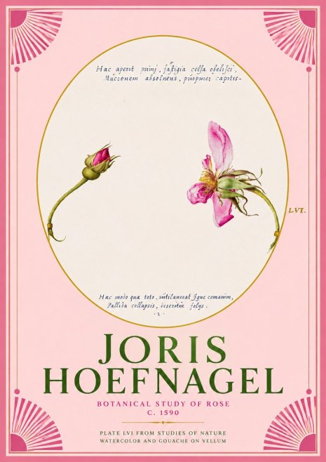 Joris Hoefnagel Botanical Study of Rose No2 - Póster