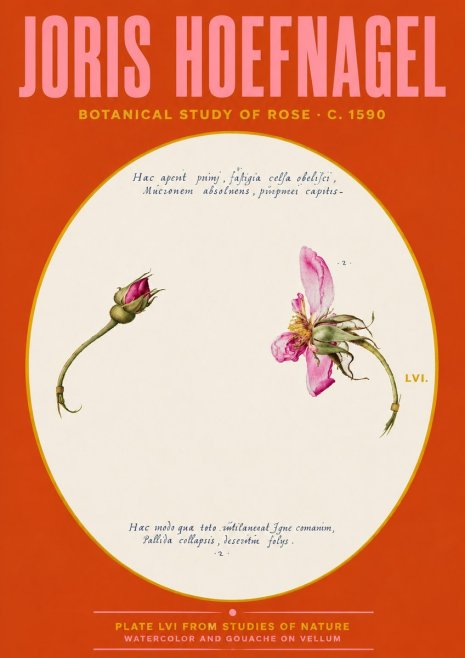 Joris Hoefnagel Botanical Study of Rose No4 - Póster