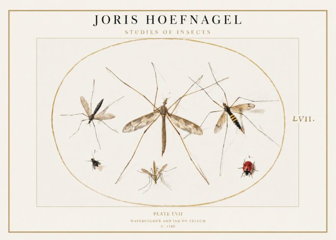 Joris Hoefnagel Studies of Insects II No1 - Póster