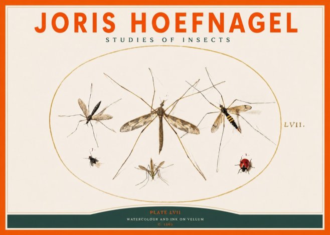 Joris Hoefnagel Studies of Insects II No2 - Póster