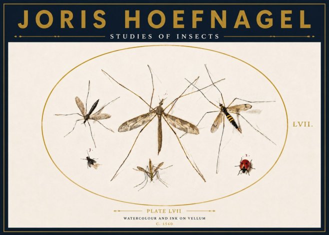 Joris Hoefnagel Studies of Insects II No4 - Póster