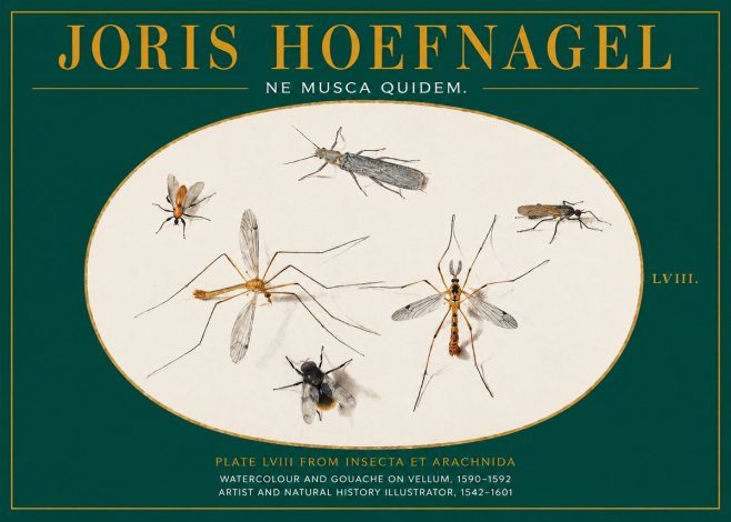 Joris Hoefnagel Plate Lviii from Insecta Et Arachnida No2 - Póster