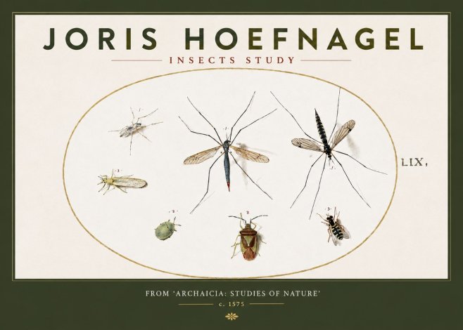 Joris Hoefnagel Insects Study I No3 - Póster