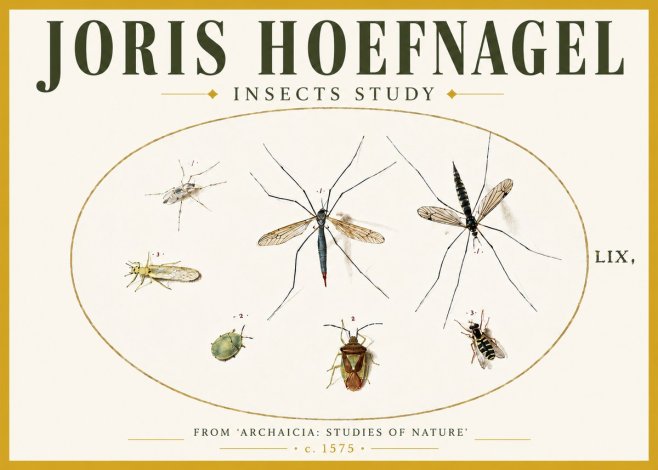 Joris Hoefnagel Insects Study I No5 - Póster