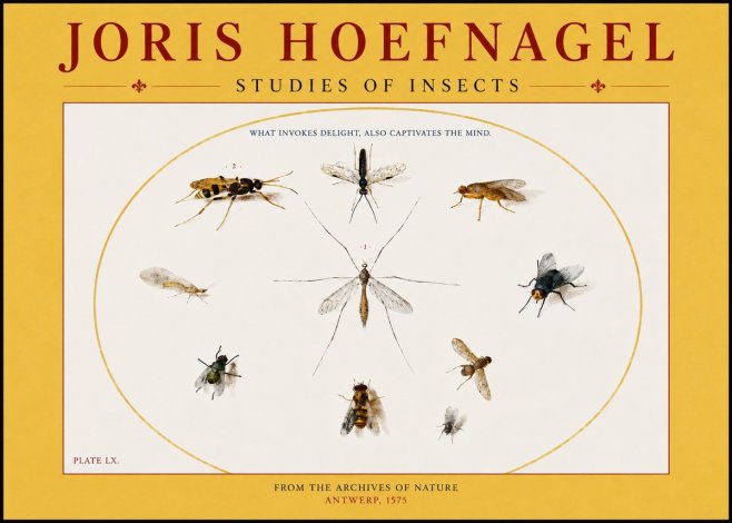 Joris Hoefnagel Studies of Insects III No4 - Póster