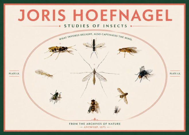 Joris Hoefnagel Studies of Insects III No6 - Póster