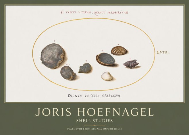 Joris Hoefnagel Six Shells No5 - Póster