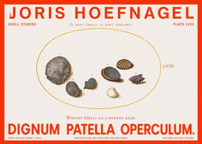 Joris Hoefnagel Six Shells No6 - Póster