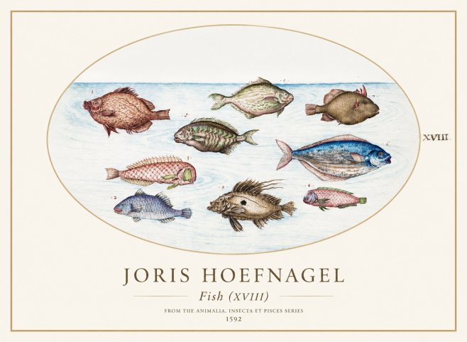 Joris Hoefnagel Studies of Fish I No2 - Póster