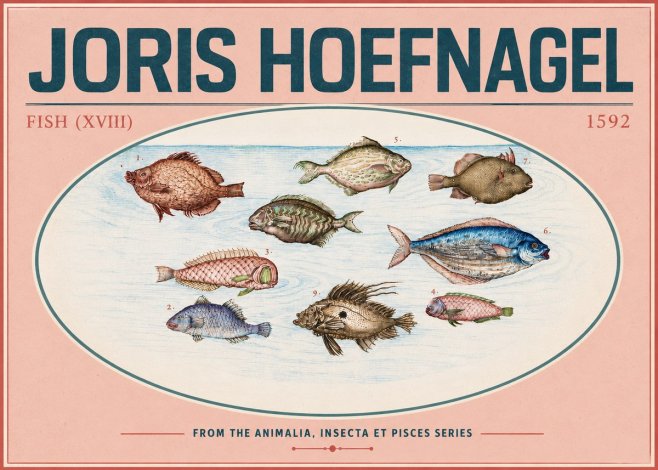 Joris Hoefnagel Studies of Fish I No6 - Póster