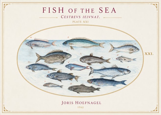 Joris Hoefnagel Fish of the Sea - Cestrevs Ieivnat. Plate Xxi No1 - Póster