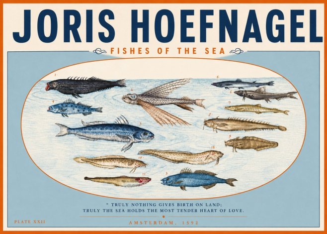 Joris Hoefnagel Fishes of the Sea I No3 - Póster