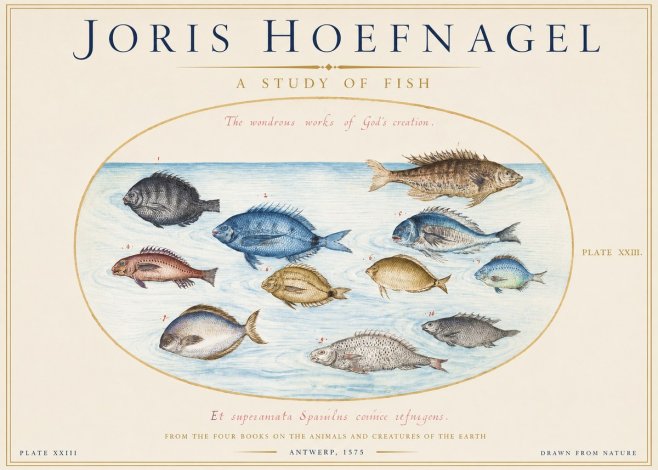 Joris Hoefnagel A Study of Fish No1 - Póster