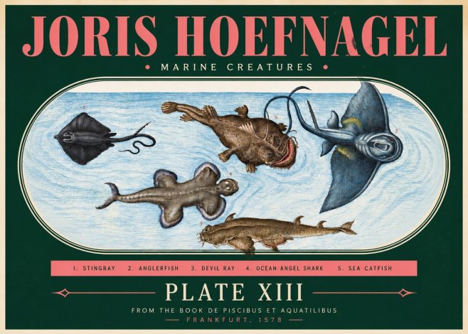 Joris Hoefnagel Marine Creatures Plate Xiii No3 - Póster