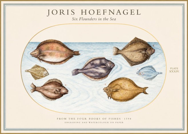 Joris Hoefnagel Six Flounders in the Sea No1 - Póster