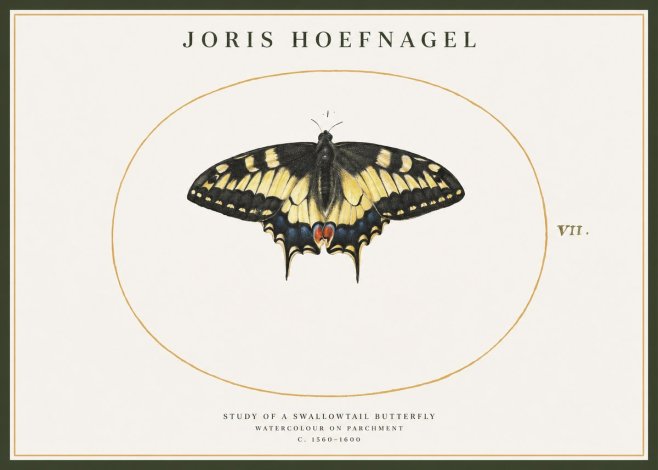 Joris Hoefnagel Study of a Swallowtail Butterfly No1 - Póster
