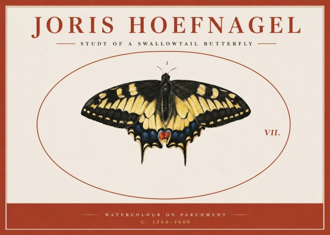 Joris Hoefnagel Study of a Swallowtail Butterfly No3 - Póster