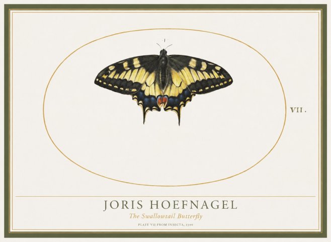 Joris Hoefnagel Study of a Swallowtail Butterfly No5 - Póster