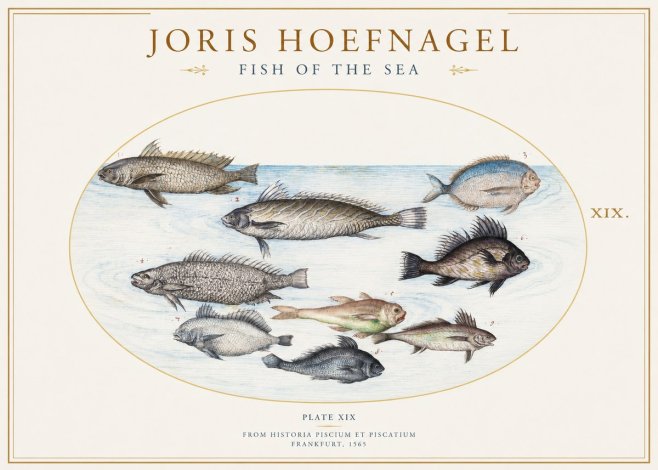 Joris Hoefnagel Fish of the Sea No1 - Póster