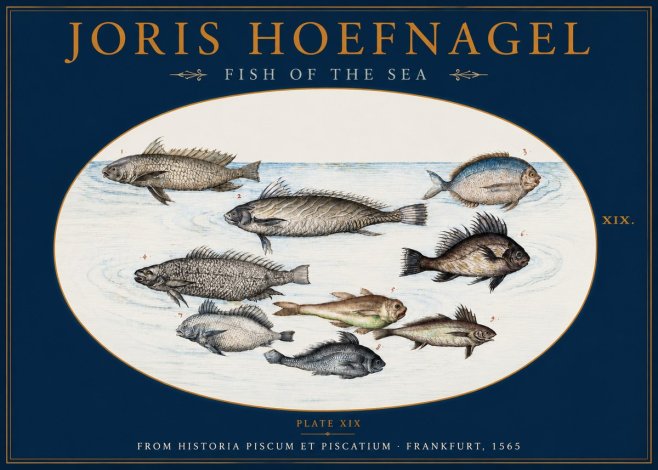 Joris Hoefnagel Fish of the Sea No2 - Póster