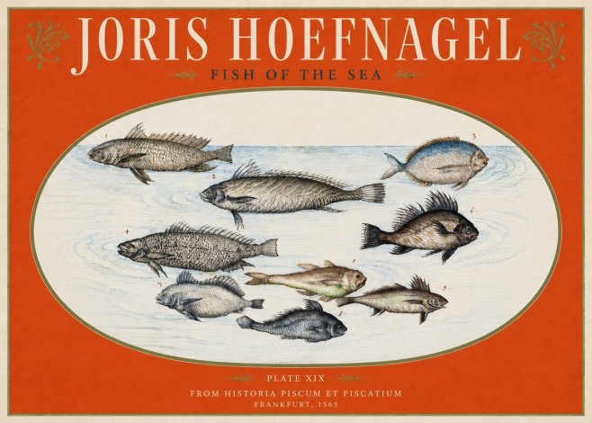 Joris Hoefnagel Fish of the Sea No3 - Póster