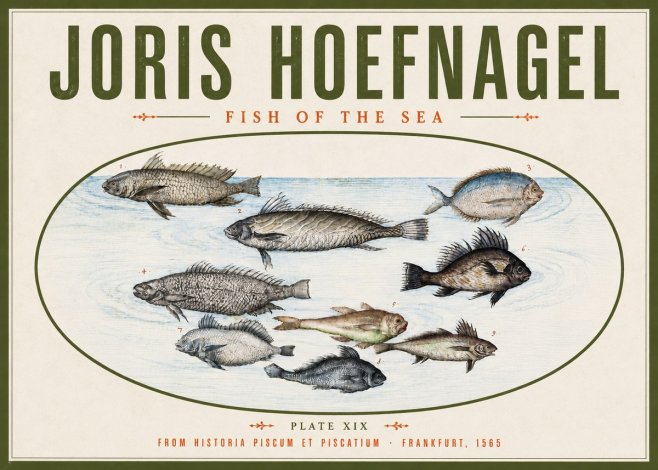 Joris Hoefnagel Fish of the Sea No4 - Póster