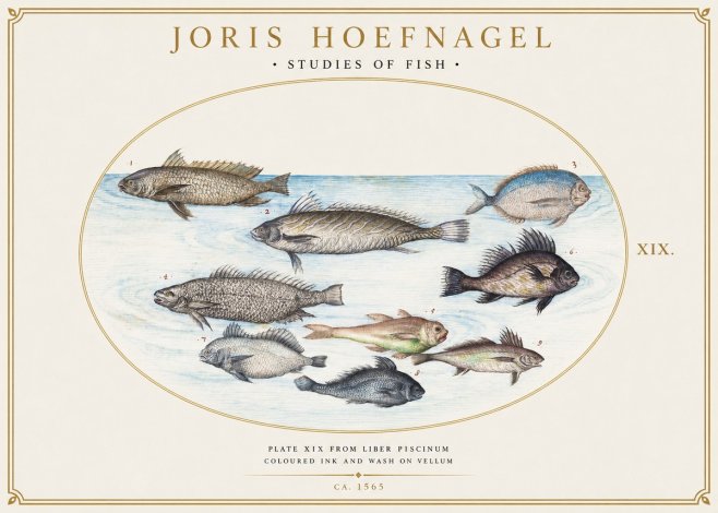 Joris Hoefnagel Fish of the Sea No6 - Póster