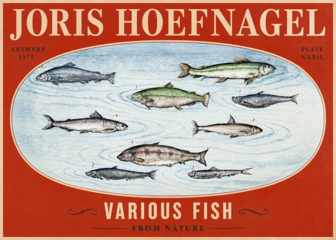 Joris Hoefnagel Various Fish from Nature No2 - Póster