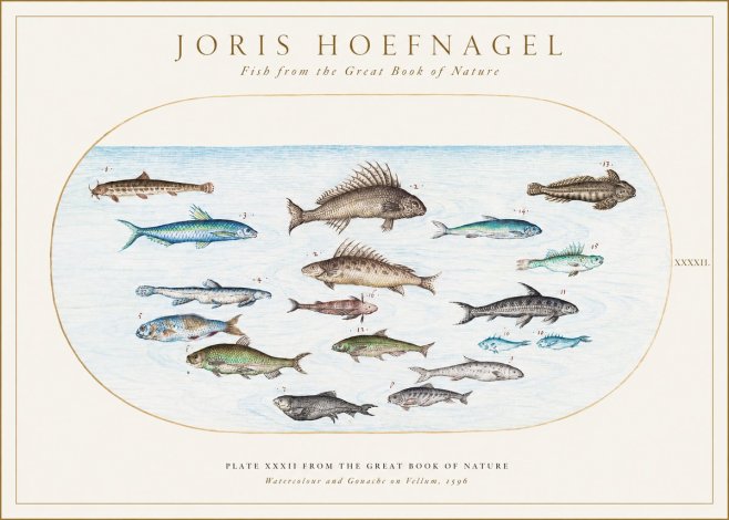 Joris Hoefnagel Fish from the Great Book of Nature No1 - Póster