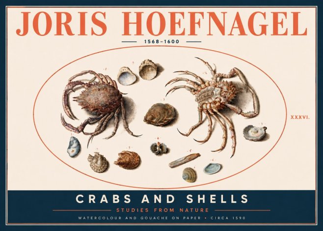 Joris Hoefnagel Crabs and Shells - Studies from Nature No4 - Póster