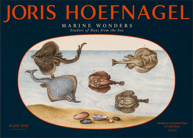 Joris Hoefnagel Studies of Rays and Shells No3 - Póster