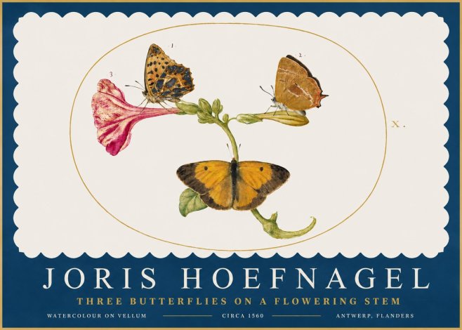 Joris Hoefnagel Three Butterflies on a Flowering Stem No2 - Póster