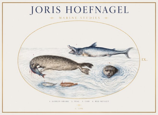 Joris Hoefnagel Marine Studies No1 - Póster