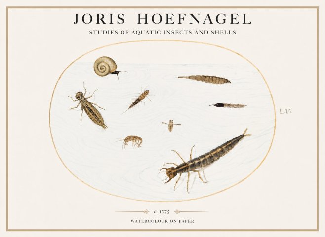 Joris Hoefnagel Studies of Aquatic Insects and Shells No1 - Póster