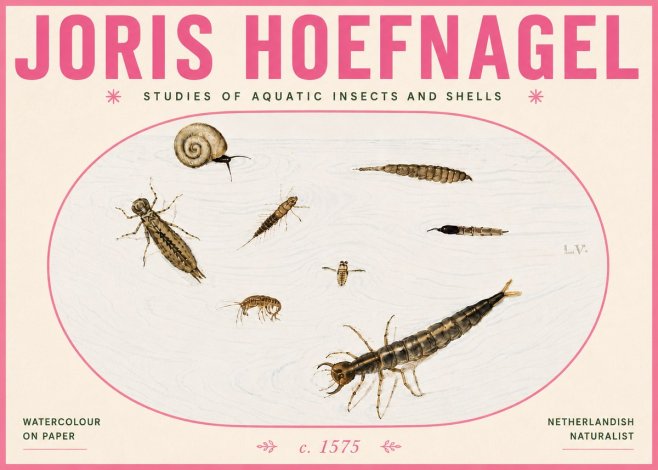 Joris Hoefnagel Studies of Aquatic Insects and Shells No6 - Póster