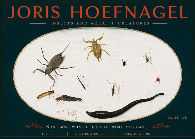 Joris Hoefnagel Insects and Aquatic Creatures No4 - Póster