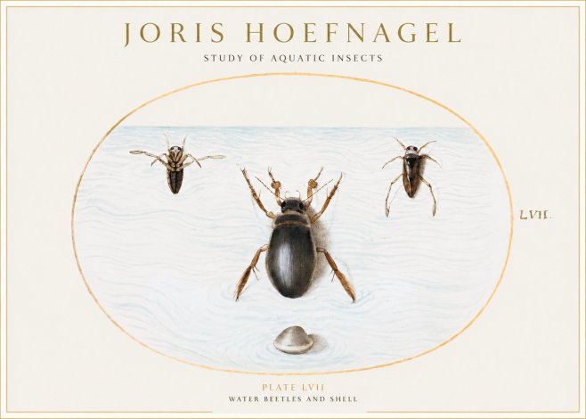 Joris Hoefnagel Water Beetles and Shell No1 - Póster