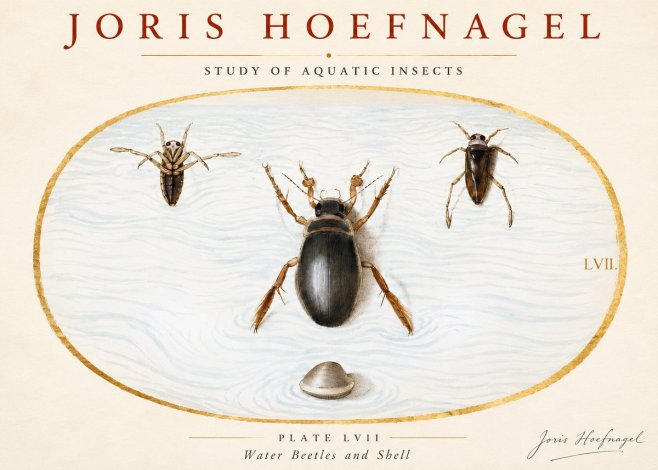 Joris Hoefnagel Water Beetles and Shell No3 - Póster