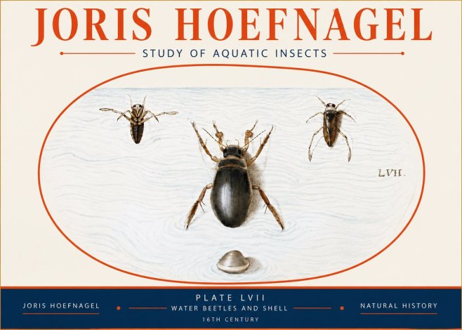 Joris Hoefnagel Water Beetles and Shell No4 - Póster