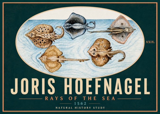 Joris Hoefnagel Rays of the Sea No5 - Póster