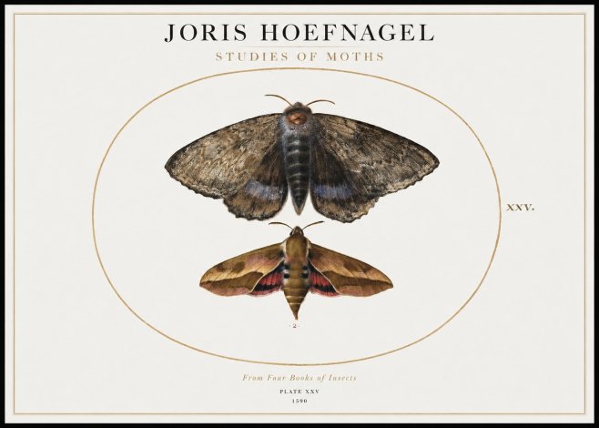 Joris Hoefnagel Studies of Moths I No1 - Póster
